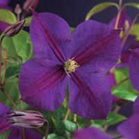 Vanderstarre Paarse bosrank (Clematis "Star of India") klimplant