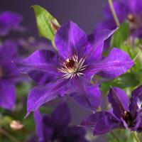 Vanderstarre Paarse bosrank (Clematis "The President") klimplant - 70 cm - 1 stuks