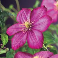 Vanderstarre Roze bosrank (Clematis "Ville de Lyon") klimplant