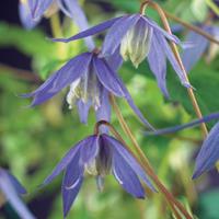 Vanderstarre Paarse bosrank (Clematis alpina) klimplant