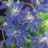 Vanderstarre Blauwe bosrank (Clematis "Arabella") klimplant