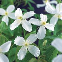 Vanderstarre Witte bosrank (Clematis montana "Grandiflora") klimplant