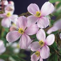 Vanderstarre Roze bosrank (Clematis montana "Rubens") klimplant - 70 cm - 1 stuks