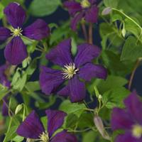 Vanderstarre Paarse bosrank (Clematis viticella "Etoile Violette") klimplant