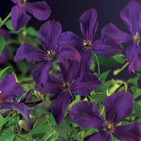 Vanderstarre Paarse bosrank (Clematis viticella "Polish Spiritâ€) klimplant