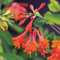 Vanderstarre Oranjerode kamperfoelie (Lonicera "Dropmore Scarlet") klimplant