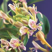 Vanderstarre Gele kamperfoelie (Lonicera Henryi "Copper Beauty" PBR) klimplant