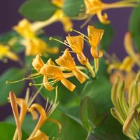 Vanderstarre Oranjegele kamperfoelie (Lonicera "Mandarin" PBR) klimplant