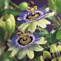 Vanderstarre Blauwe passiebloem (Passiflora "Caerulea") klimplant