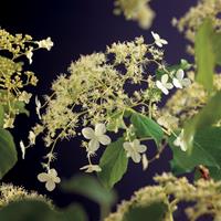 Vanderstarre Klimhortensia (Hydrangea anomala "Petiolaris") klimplant - 70 cm - 1 stuks