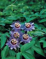 Vanderstarre Paarse passiebloem (Passiflora "Purple Haze") klimplant