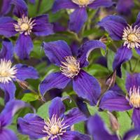 Blauwe bosrank (Clematis "SoMany® Blue Flowers" PBR) klimplant