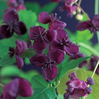 Vanderstarre Schijnaugurk (Akebia quinata) klimplant