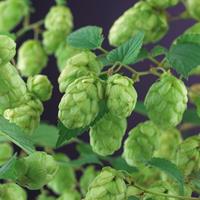 Hop (Humulus lupulus) klimplant