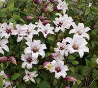 Vanderstarre Lichtroze bosrank (Clematis "Princess Kate" PBR) klimplant