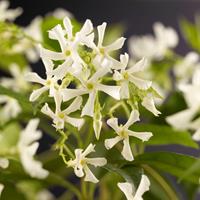 Vanderstarre Toscaanse jasmijn (Trachelospermum jasminoides) klimplant