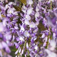 Vanderstarre Blauweregen (Wisteria Sinensis "Prolific") klimplant - 70 cm - 1 stuks