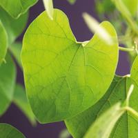 Vanderstarre Duitse pijp (Aristolochia durior macrophylla) klimplant