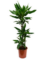 Dracaena Janet Lind 100 cm (Drakenbloedboom)