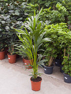 Kentia Palm howea forsteriana 5pp L kamerplant