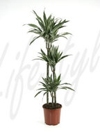 Dracaena Deremensis 3 stam