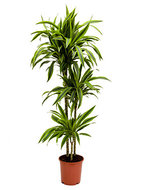 Dracaena Lemon Lime 3 stam