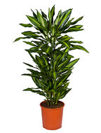 Dracaena cintho L kamerplant