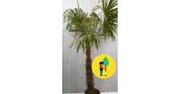 Urbanstreetforest Winterharde Palmboom Trachycarpus Fortunei stamhoogte 100 cm en hoogte 225 cm