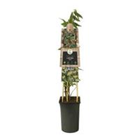 Plantenwinkel.nl Roze kamperfoelie (Lonicera "Henryi") klimplant - 120 cm - 1 stuks