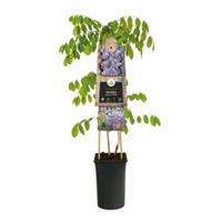 Plantenwinkel.nl Blauweregen (Wisteria Sinensis "Prolific") klimplant - 120 cm - 1 stuks