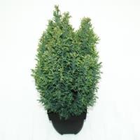 Plantenwinkel.nl Schijncipres (Chamaecyparis lawsoniana "Snow White") conifeer