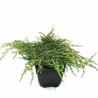 Kruipende jeneverbes (Juniperus communis "Repanda") conifeer