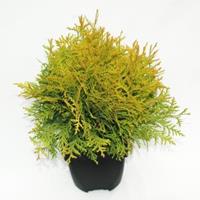 Plantenwinkel.nl Westerse levensboom (Thuja occidentalis "Golden Globe") conifeer