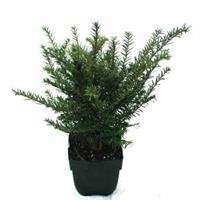 Plantenwinkel.nl Gewone taxus (Taxus baccata) conifeer