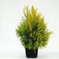 Plantenwinkel.nl Reuzenlevensboom (Thuja plicata "4ever Goldy") conifeer