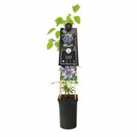 Plantenwinkel.nl Blauwe bosrank (Clematis "Blue Light" PBR) klimplant