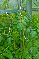 Nature Tomatensteun Verzinkt 150 cm