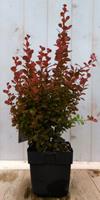 Berberis rood 40 cm Warentuin