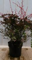 Berberis rood 70 cm Warentuin