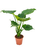 Alocasia cucullata S kamerplant