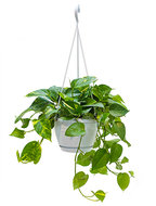 Scindapsus epipremnum aureum XXS hangplant