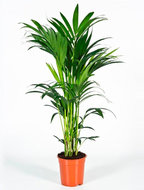 Kentia Palm howea forsteriana 5pp M kamerplant