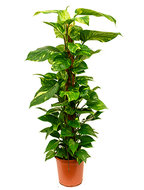 Scindapsus epipremnum aureum mosstok 120 S kamerplant