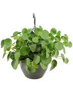 Pilea peperomioides pannenkoekenplant hangplant