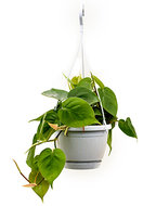 Philodendron scandens S hangplant