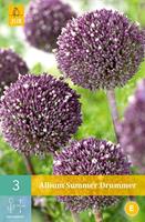 Allium Summer Drummer