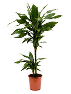 Dracaena janet lind XXS kamerplant