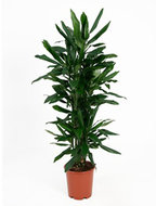 Dracaena Janet Lind 110 cm (Drakenbloedboom)