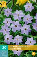 Ipheion uniflorum wisley blue 20 bollen