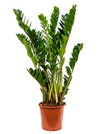 Zamioculcas zamiifolia XS kamerplant